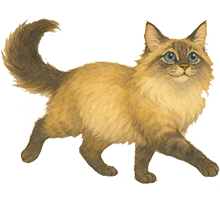 猫